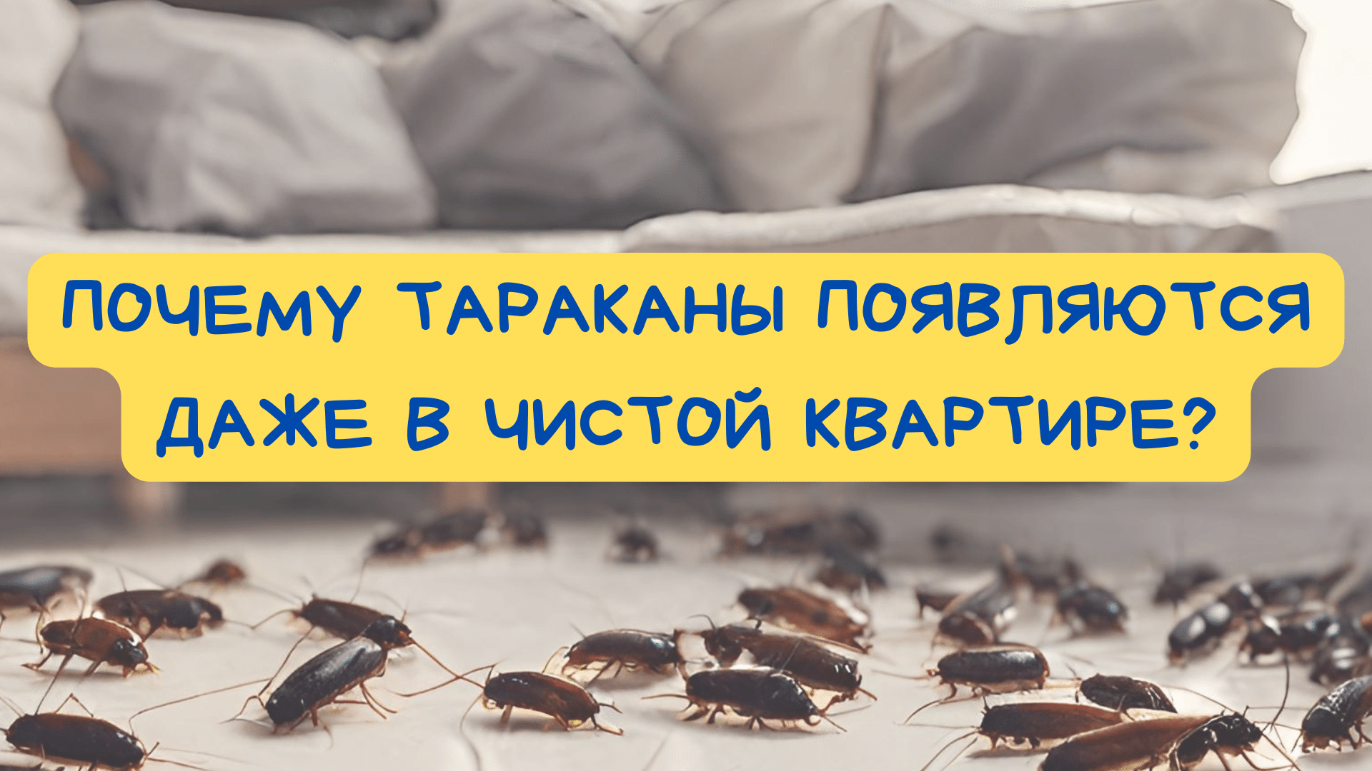 Почему тараканы появляются даже в чистой квартире?